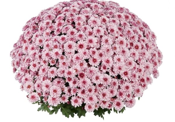 Chrysanthemum multiflora Banquet Pink Bicolor