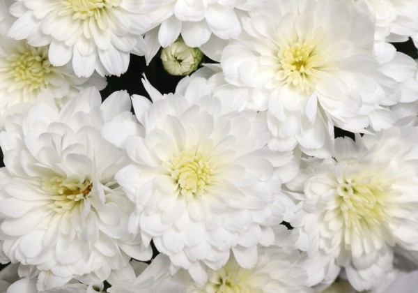 Chrysanthemum multiflora Ceremony White