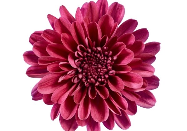 Chrysanthemum multiflora Balloon Purple