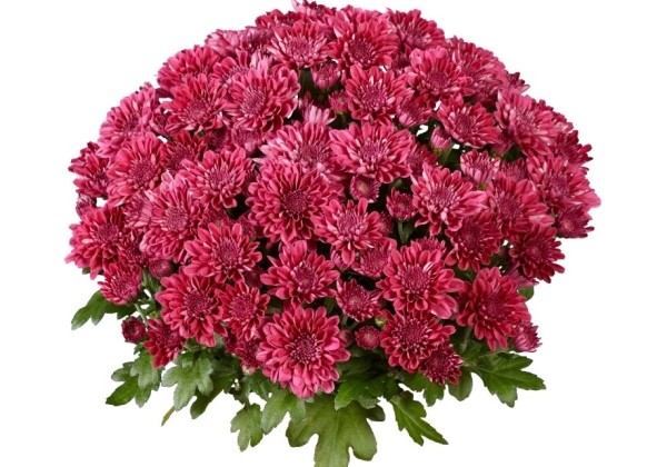 Chrysanthemum multiflora Balloon Purple