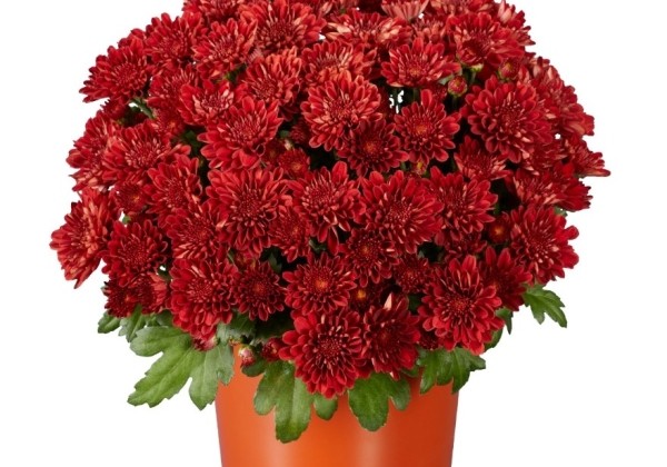Chrysanthemum multiflora Balloon Red
