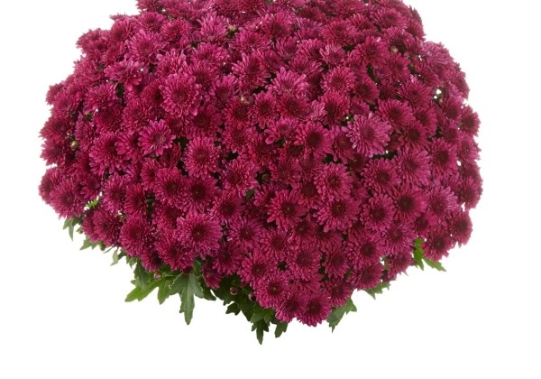 Chrysanthemum multiflora Podium Purple