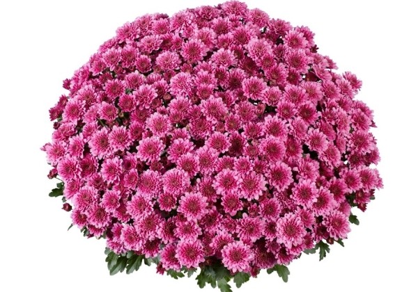 Chrysanthemum multiflora Banquet Purple