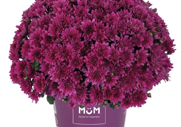 Chrysanthemum multiflora Buzz Lavender