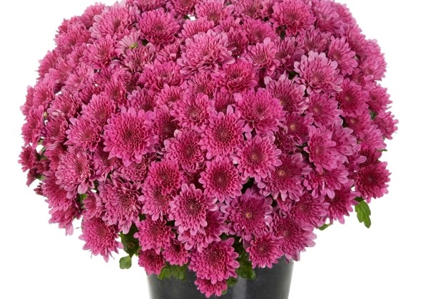Chrysanthemum multiflora Buzz Lavender