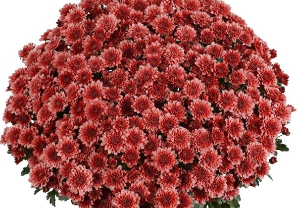 Chrysanthemum multiflora Banquet Red