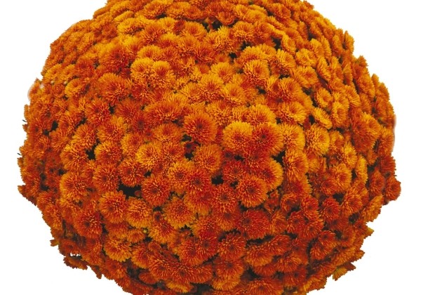 Chrysanthemum multiflora Toast Orange