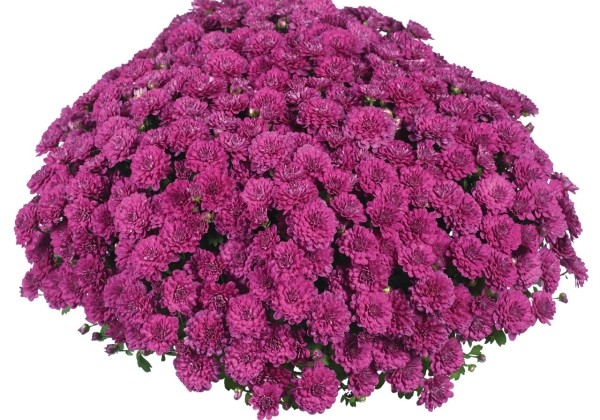 Chrysanthemum multiflora Cherry Purple