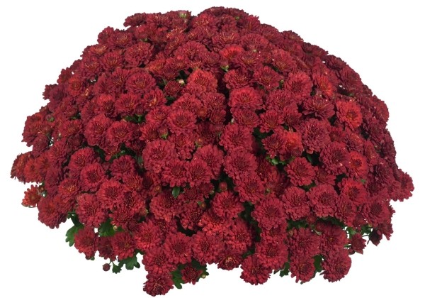 Chrysanthemum multiflora Cherry Red