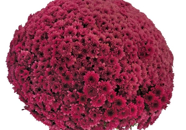 Chrysanthemum multiflora Lucky Purple