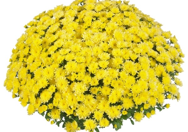 Chrysanthemum multiflora Ditto Lemon