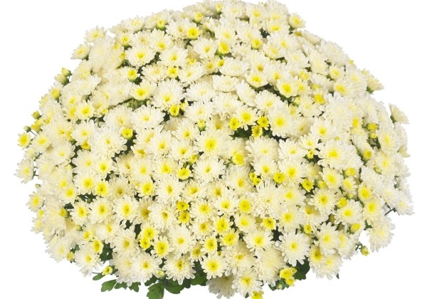 Chrysanthemum multiflora Ditto White