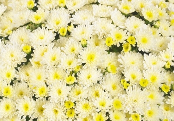 Chrysanthemum multiflora Ditto White