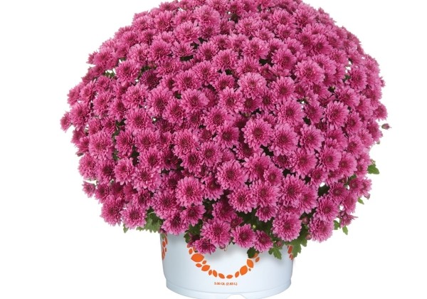 Chrysanthemum multiflora Banquet Purple Impr.