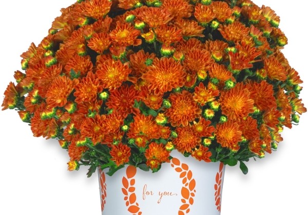 Chrysanthemum multiflora Ditto Bronze