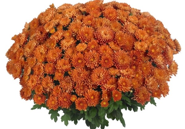 Chrysanthemum multiflora Apple Cider