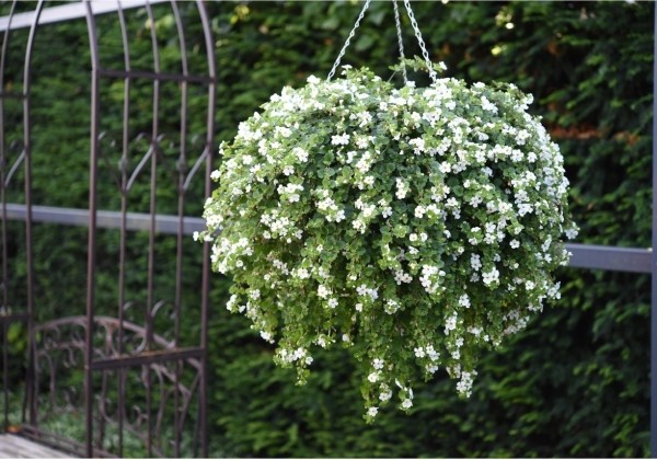 Sutera diffusus Bahia White Sand