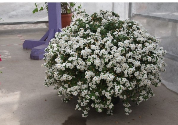 Sutera diffusus Bahia White Sand