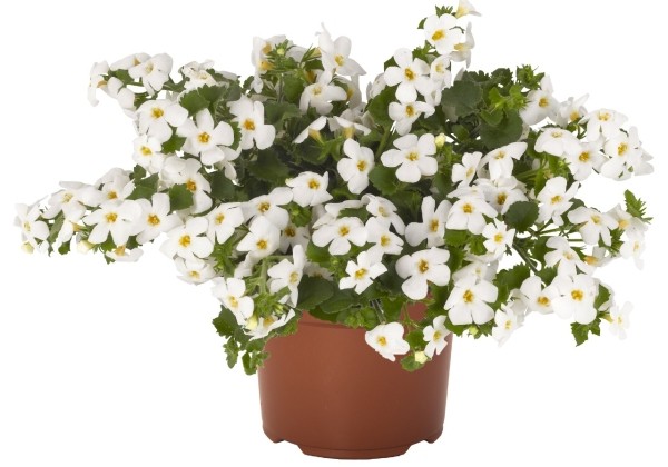 Sutera diffusus Bahia White Sand