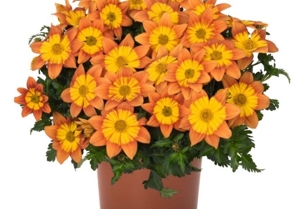 Bidens ferulifolia Bidy Boom Fireside