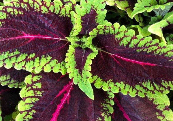 Coleus blumei Main Street Alligator Alley