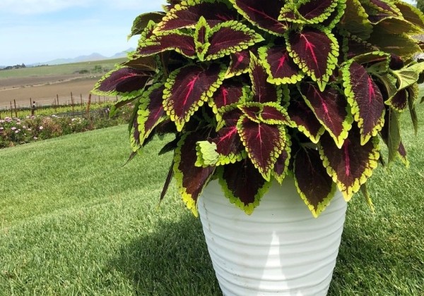 Coleus blumei Main Street Alligator Alley