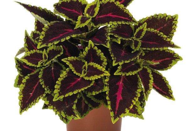 Coleus blumei Main Street Alligator Alley