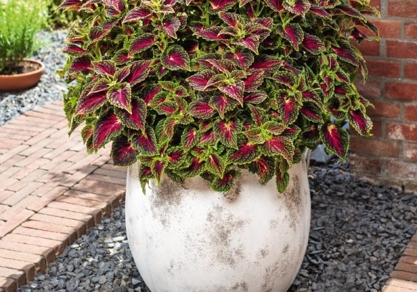 Coleus blumei Stained Glassworks Spacecake