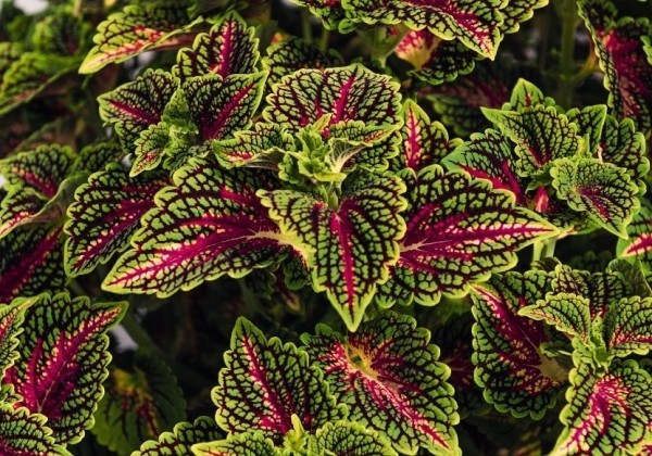 Coleus blumei Stained Glassworks Spacecake
