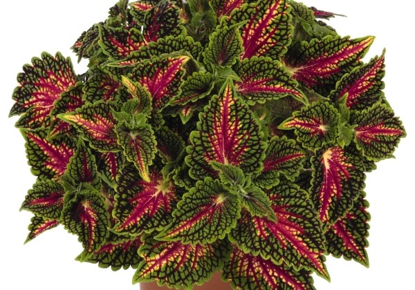 Coleus blumei Stained Glassworks Spacecake
