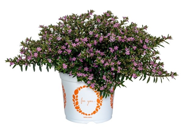 Cuphea hyssopifolia Cupheasy Lilac