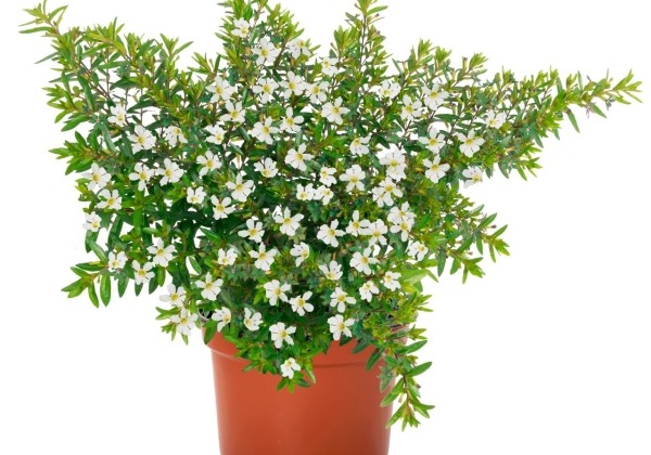 Cuphea hyssopifolia Cupheasy White