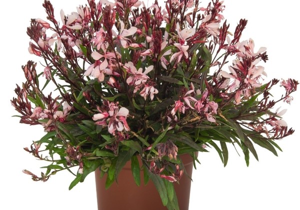 Gaura lindheimeri Graceful Light Pink
