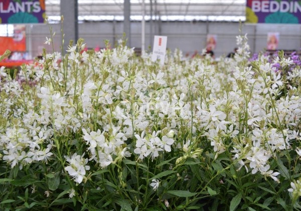 Gaura lindheimeri Graceful White