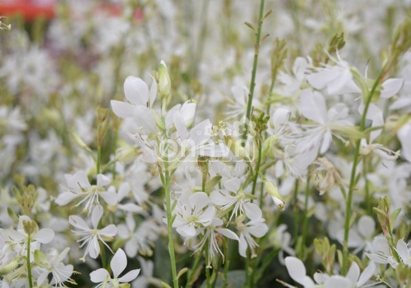 Gaura lindheimeri Graceful White