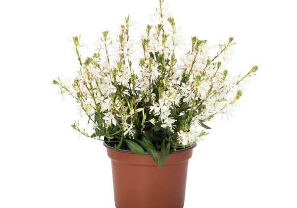 Gaura lindheimeri Graceful Blush