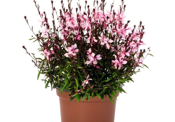 Gaura lindheimeri Monarch Pink 2027