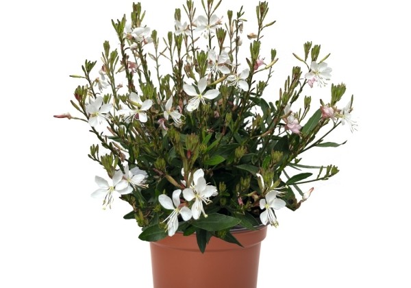 Gaura lindheimeri Monarch White 2027