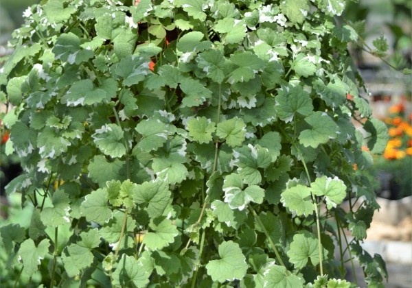 Glechoma hederacea Variegata