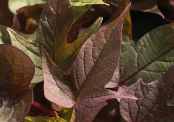Ipomoea batatas Bright Ideas Rusty Red