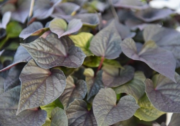 Ipomoea batatas FloraMia Cameo