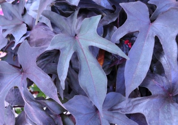 Ipomoea batatas FloraMia Black