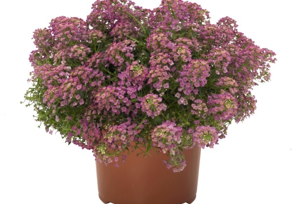 Lobularia maritima Yolo Pink