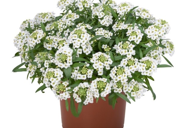Lobularia maritima Yolo White