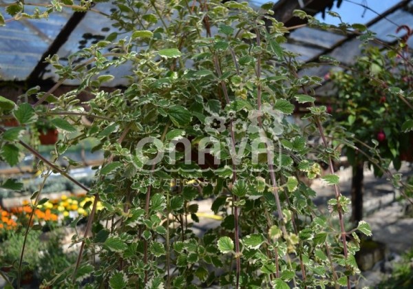 Plectranthus fruticosus Plectranthus variegata