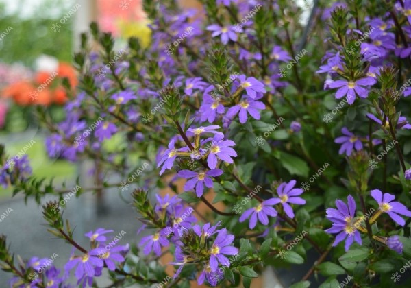 Scaevola aemula Scala Blue