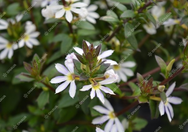 Scaevola aemula Scala White