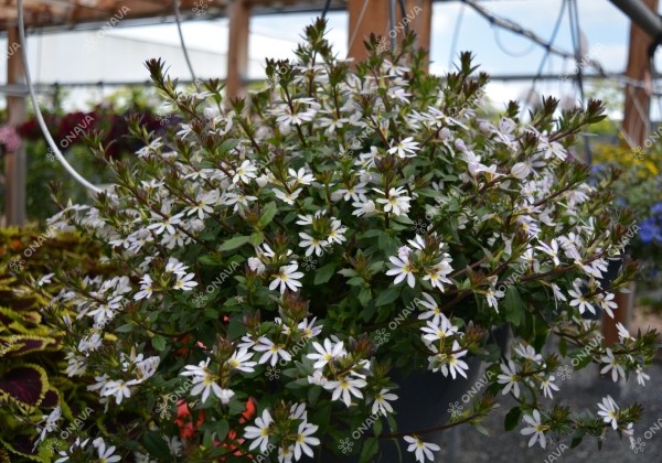 Scaevola aemula Scala White