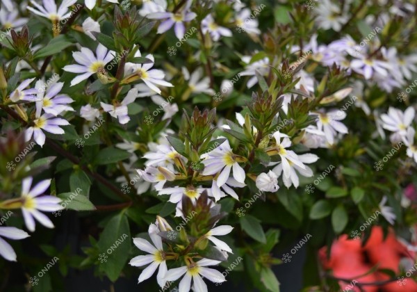 Scaevola aemula Scala White