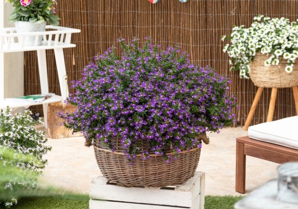 Scaevola aemula Scala Cappello Purple